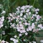 Andromeda polifolia 'Nikko'